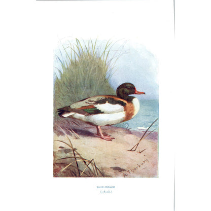 Shieldrake Bird 1903 Original Color Engraving Plate Print AD8-B5