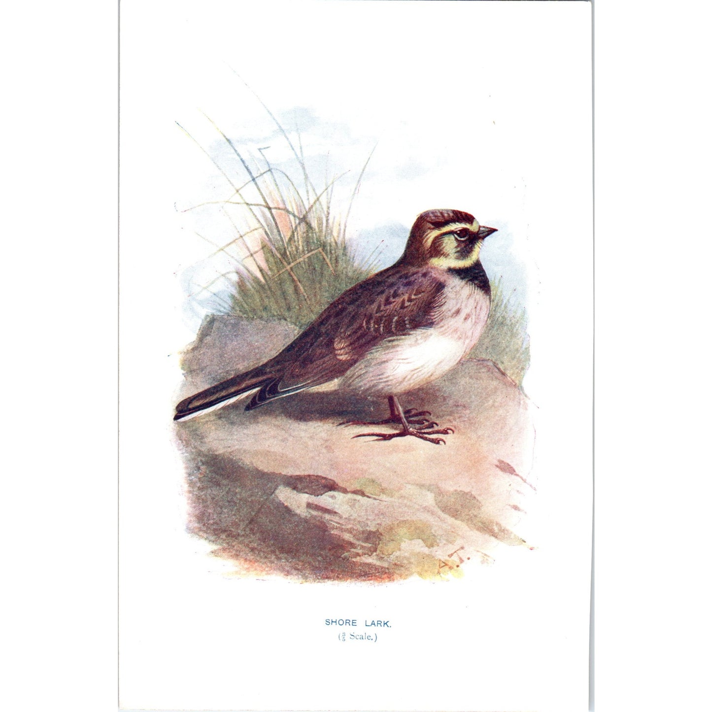 Shore Lark Bird 1903 Original Color Engraving Plate Print AD8-B1