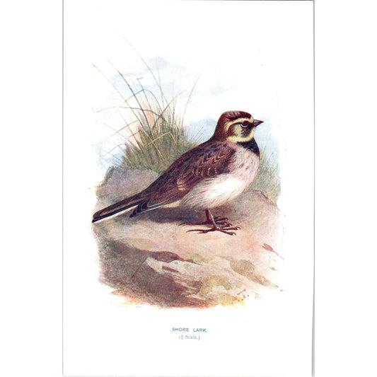 Shore Lark Bird 1903 Original Color Engraving Plate Print AD8-B1