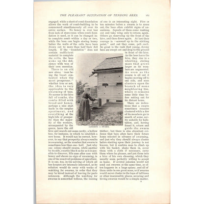 The Pleasant Occupation of Tending Bees W.Z Hutchinson 4 Page 1985 Article AH6-7