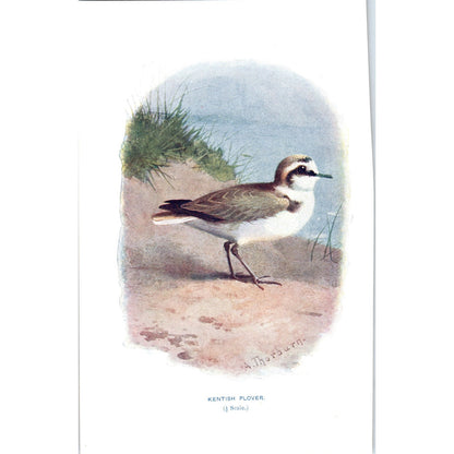 Kentish Plover Bird 1903 Original Color Engraving Plate Print AD8-B5