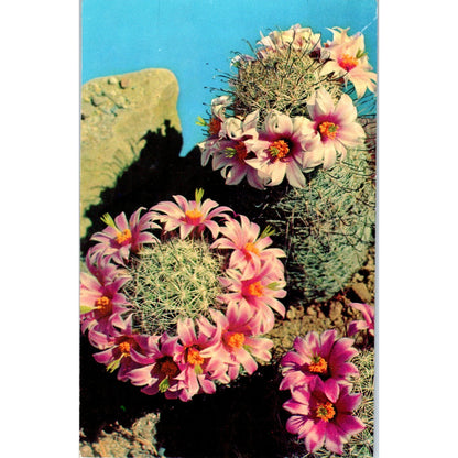 Fishhook Cactus Mammillaria Microcarpa Vintage Postcard PE3