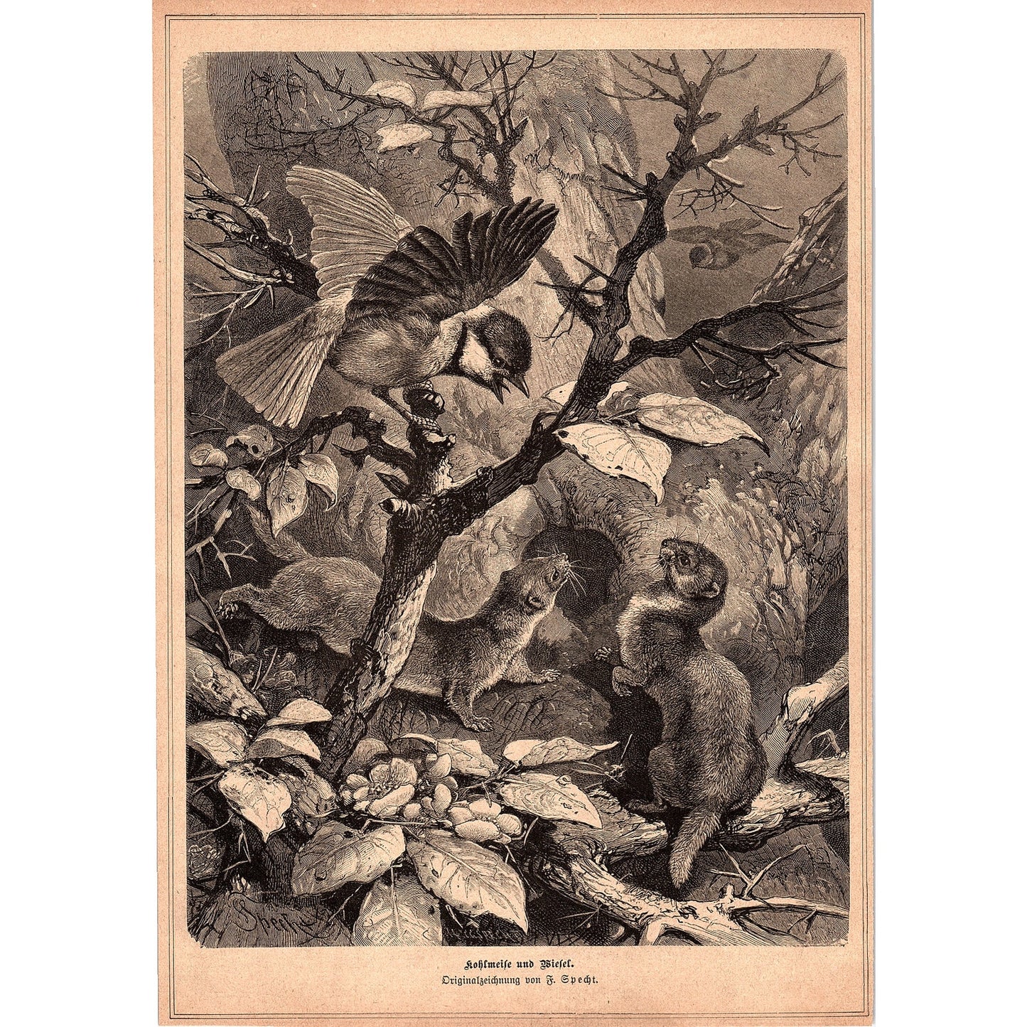 Great Titmouse and Yellow Weasel F. Specht 1892 Engraving V1-3