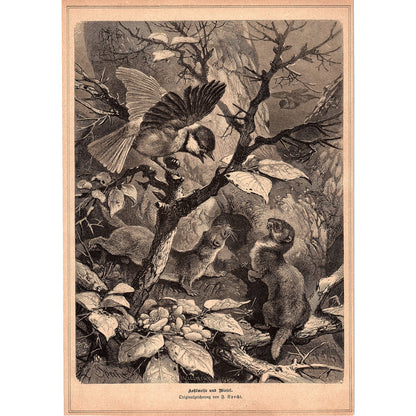 Great Titmouse and Yellow Weasel F. Specht 1892 Engraving V1-3