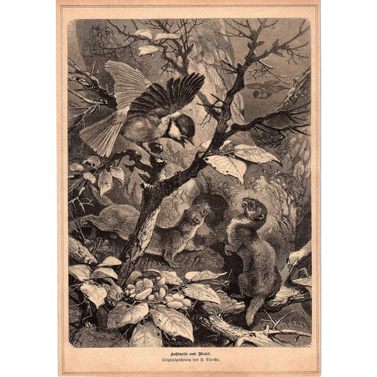 Great Titmouse and Yellow Weasel F. Specht 1892 Engraving V1-3