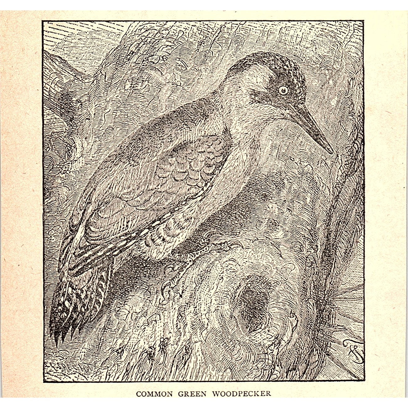 Common Green Woodpecker 1902 Engraving Plate AF4-H2