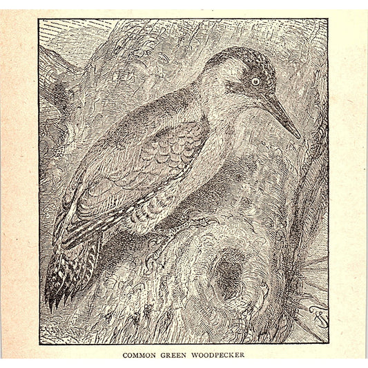 Common Green Woodpecker 1902 Engraving Plate AF4-H2