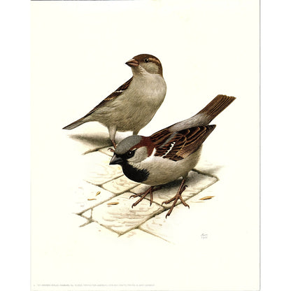 House Sparrow Bird Illustrated by Murr W. Germany Lithograph Art Print 7x9 V4