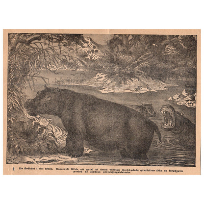 A Hippopotamus in its Swamp 1909 Swedish Engraving Print AF5-17