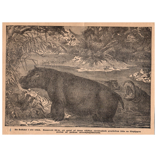 A Hippopotamus in its Swamp 1909 Swedish Engraving Print AF5-17