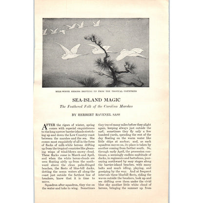Sea-Island Magic Herons Herbert Ravenel Sass 5 Page 1924 Magazine Article D23