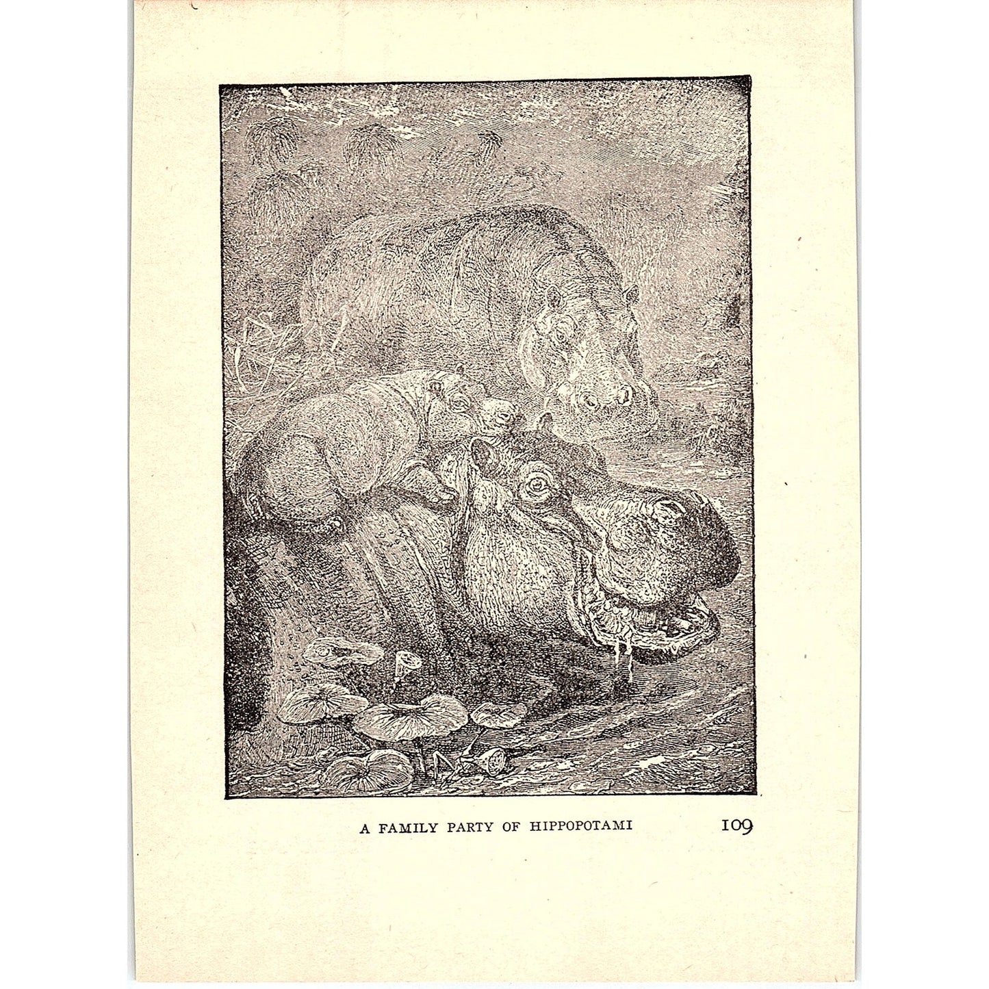 A Family of Hippopotami 1902 Engraving Plate AF4-H3