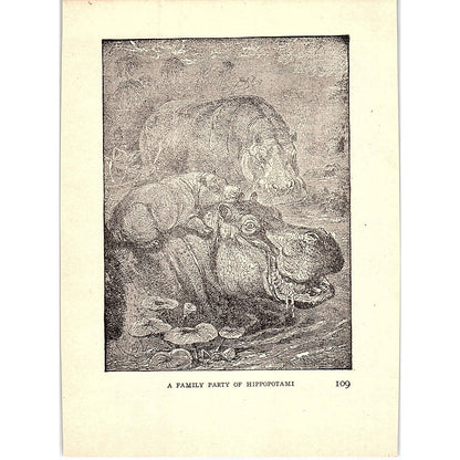 A Family of Hippopotami 1902 Engraving Plate AF4-H3