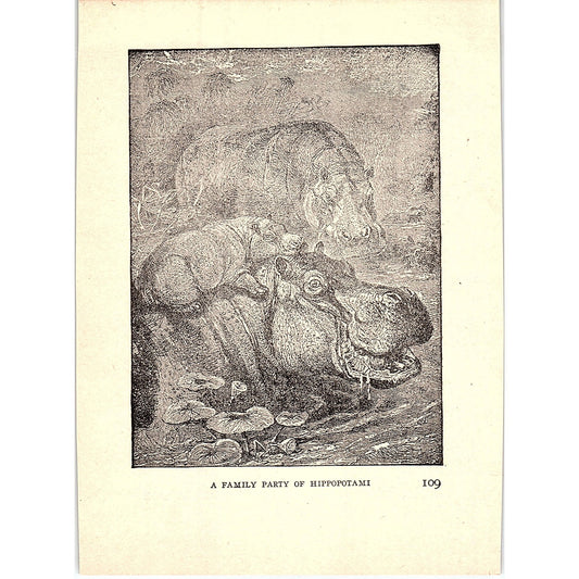 A Family of Hippopotami 1902 Engraving Plate AF4-H3
