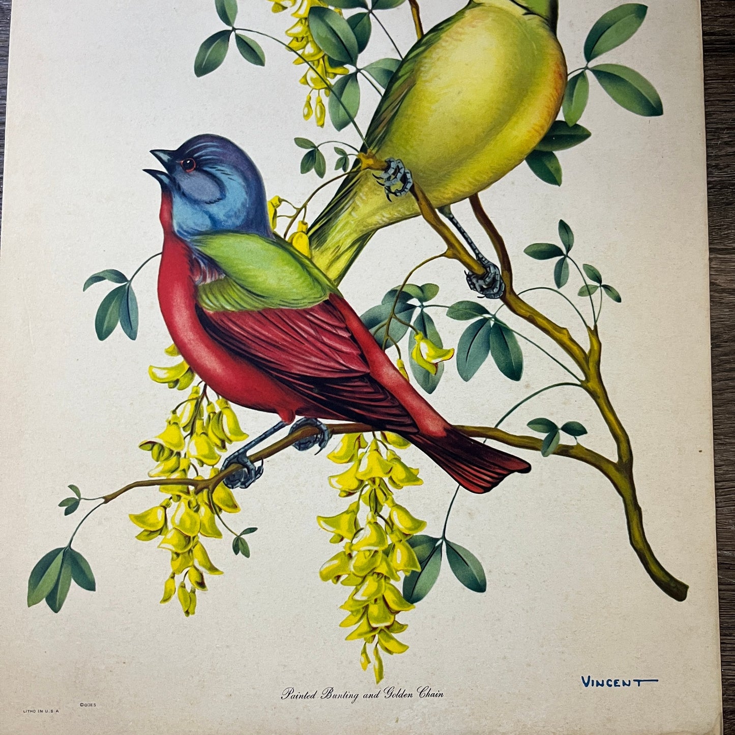 Antique Painted Bunting & Golden Chain Bird Lithograph Vincent 11x14 Print V3