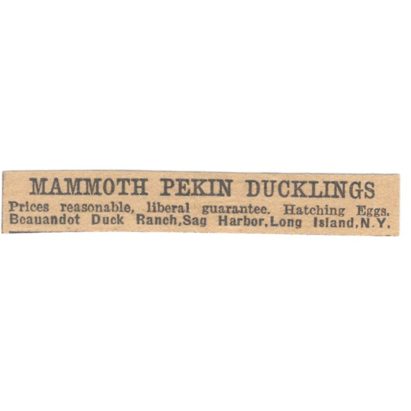 Mammoth Pekin Ducklings Beauandot Duck Ranch Sag Harbor LI NY 1922 Ad AF2-T1