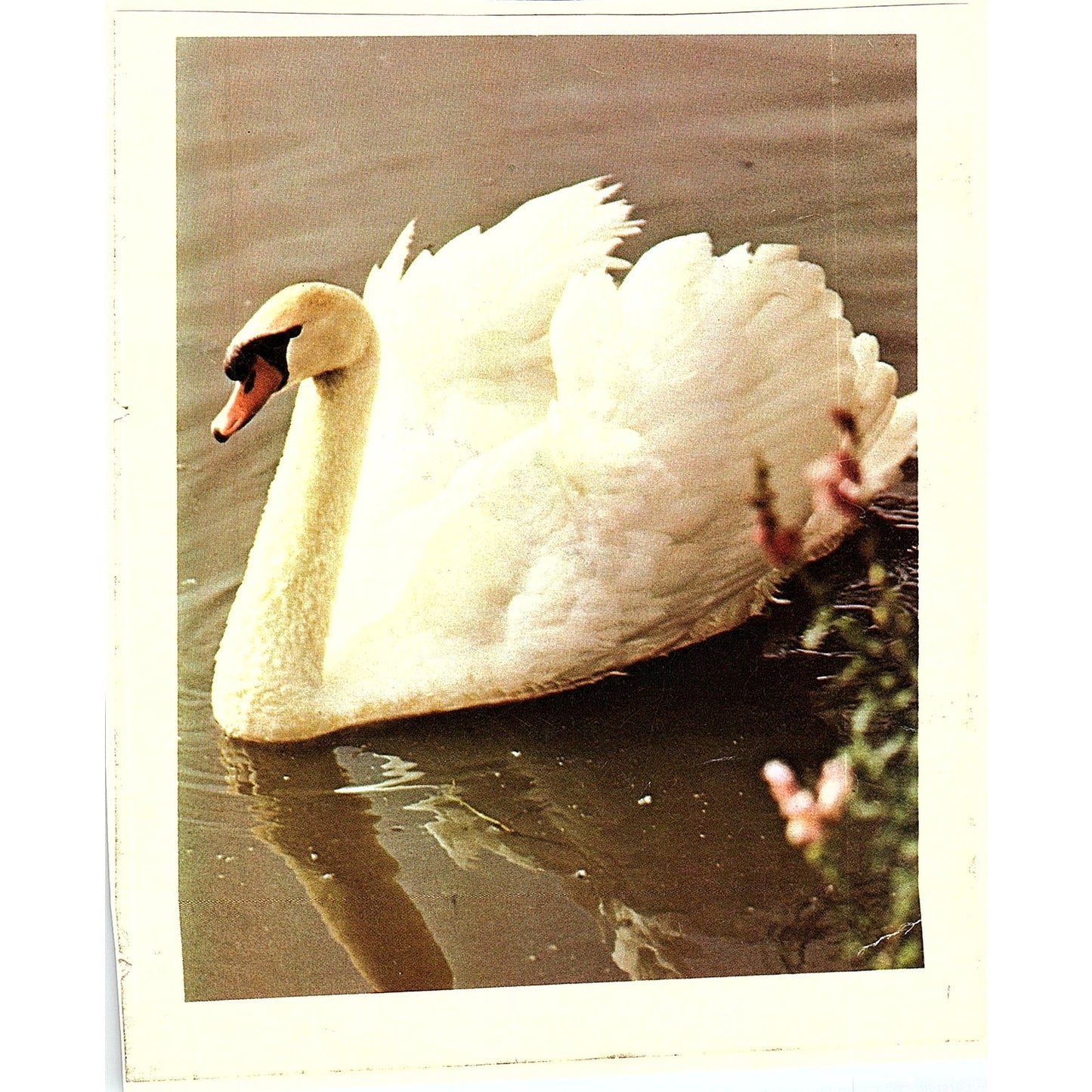 Retro Kitsch Swan Swimming Vintage Art Print 5x6 V12