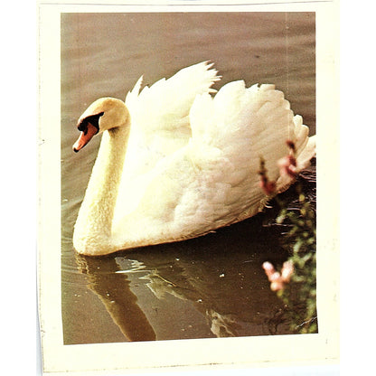 Retro Kitsch Swan Swimming Vintage Art Print 5x6 V12