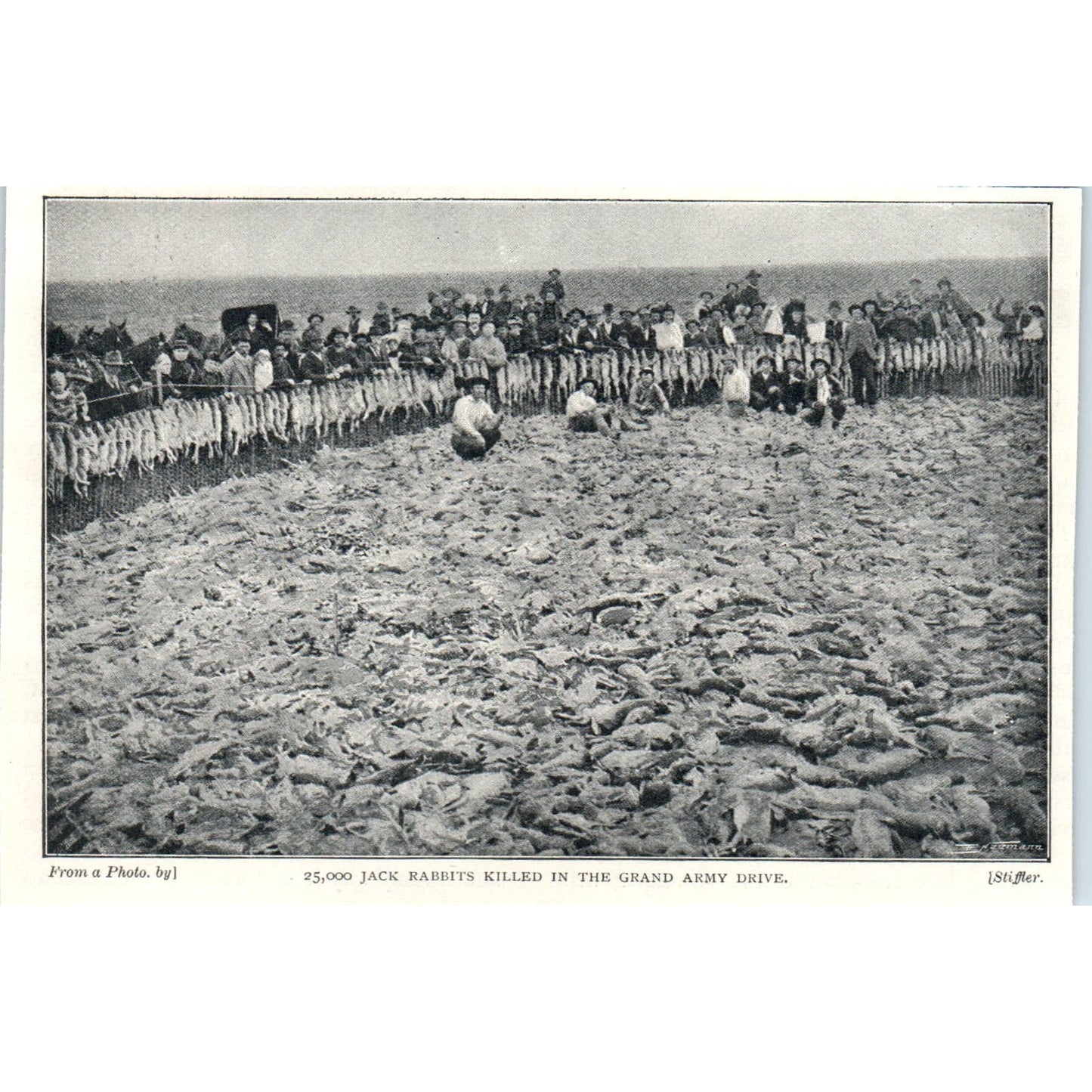 25,000 Jack Rabbits Killed in Army Drive Fresno CA 1897 Victorian Photo AE9-TS4