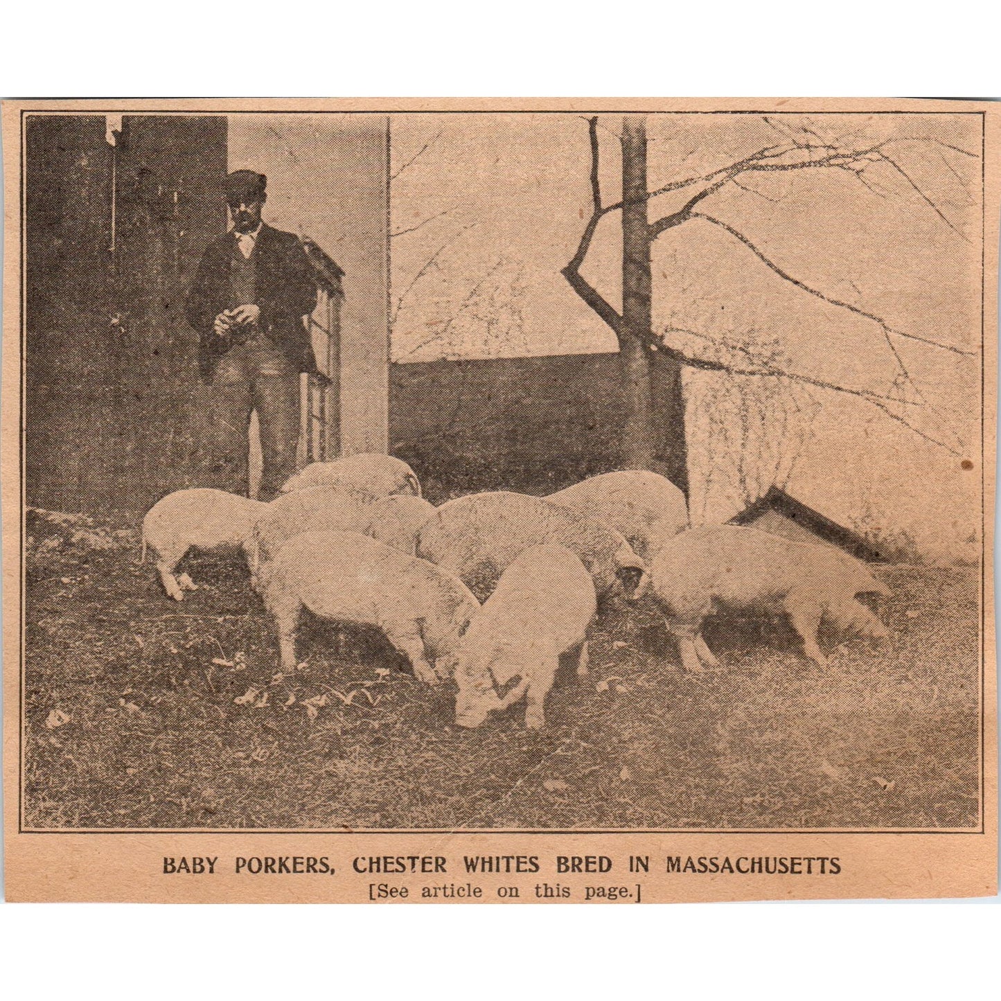 Baby Porkers Chester White Pigs Bred in MA 1905 Magazine Ad AF1-NEH