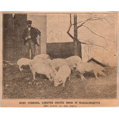 Baby Porkers Chester White Pigs Bred in MA 1905 Magazine Ad AF1-NEH