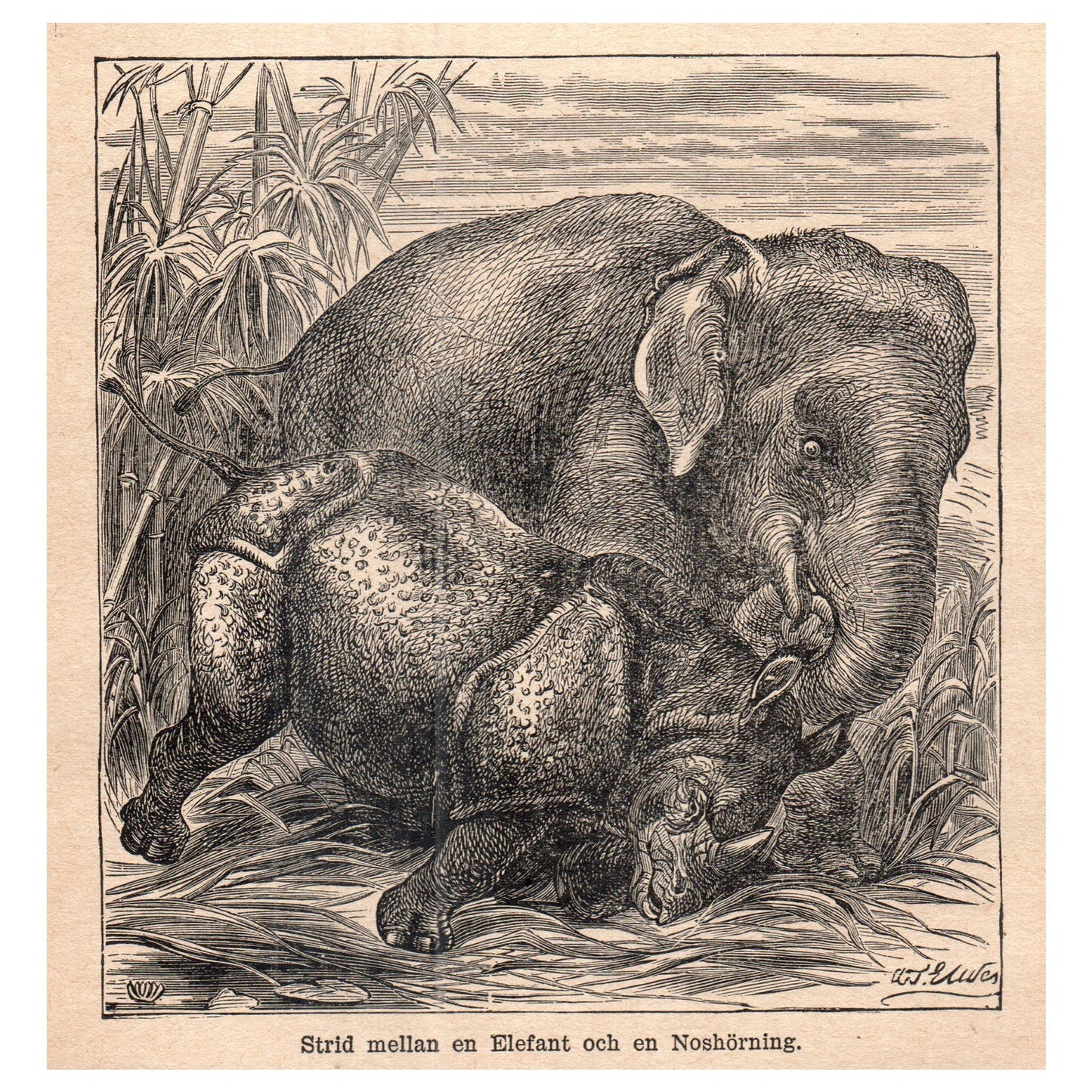 Strid Mellan En Elefant Och En Noshörning 1909 Swedish Engraving Print AF5-13