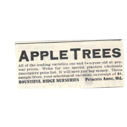 Bountiful Ridge Nurseries Apple Trees Princess Anne MD 1924 Ad AG3-S2