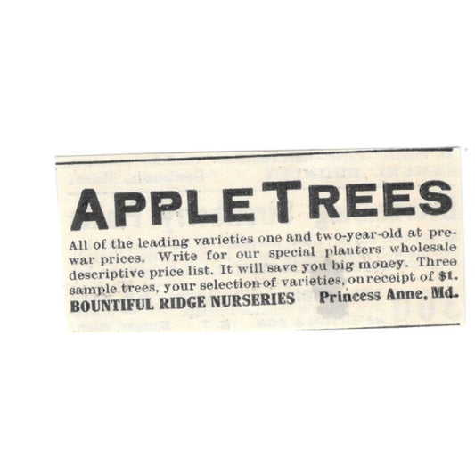 Bountiful Ridge Nurseries Apple Trees Princess Anne MD 1924 Ad AG3-S2