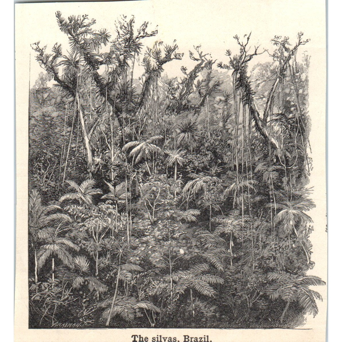 The Silvas, Brazil 1901 Engraving AF2-A6