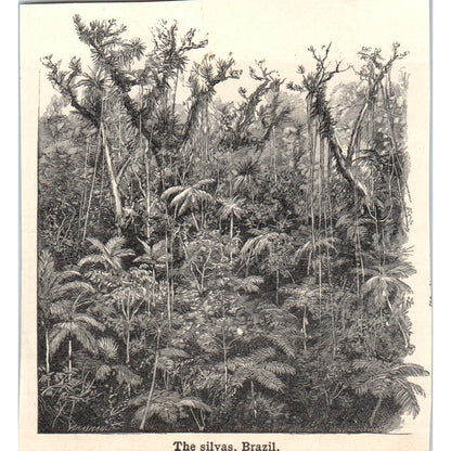 The Silvas, Brazil 1901 Engraving AF2-A6