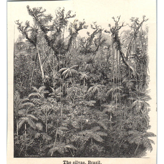 The Silvas, Brazil 1901 Engraving AF2-A6