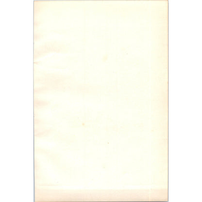 Oyster-Catcher Bird 1903 Original Color Engraving Plate Print AD8-B1