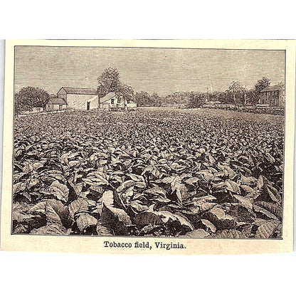 Tobacco Field in West Virginia 3x4" 1901 Engraving AF6-M12