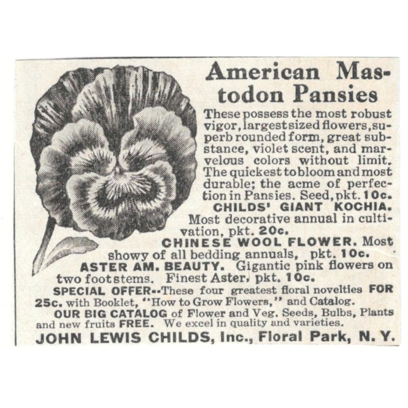 American Mastodon Pansies John Lewis Childs Floral Park NY 1918 Ad AF1-SS3