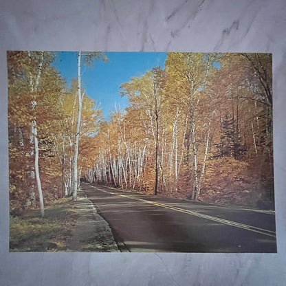 Shelburne Birches White Mountains New Hampshire 12x16" Art Print FL1