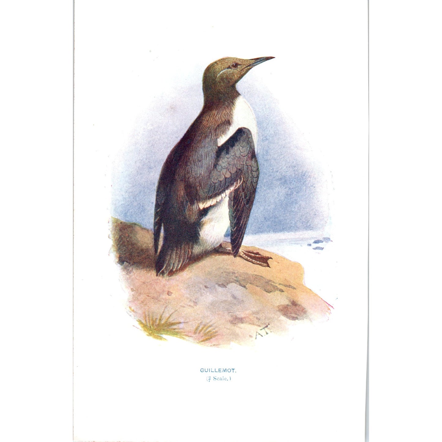 Guillemot Bird 1903 Original Color Engraving Plate Print AD8-B1