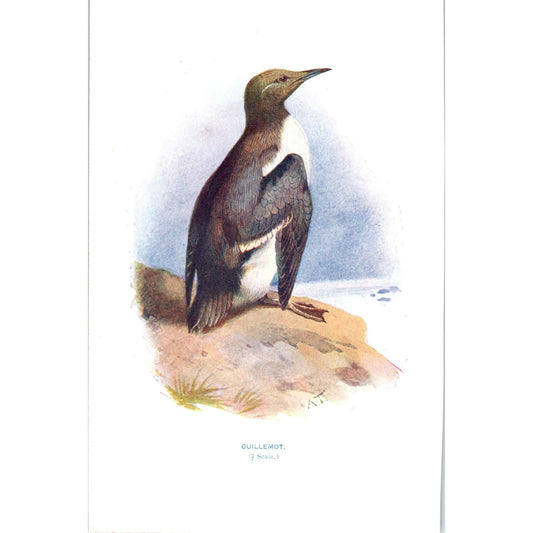 Guillemot Bird 1903 Original Color Engraving Plate Print AD8-B1