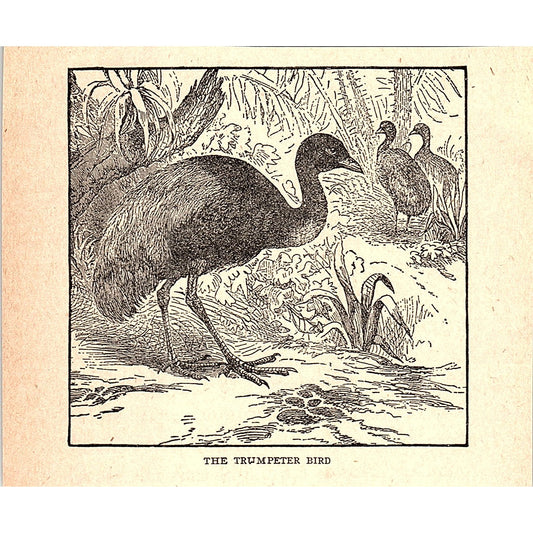 The Trumpeter Bird 1902 Engraving Plate AF4-H2