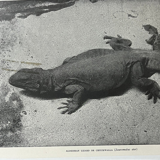 Antique Illustration Alderman Lizard Chuckwalla Sauromalus Ater 6x9 Art Print V2