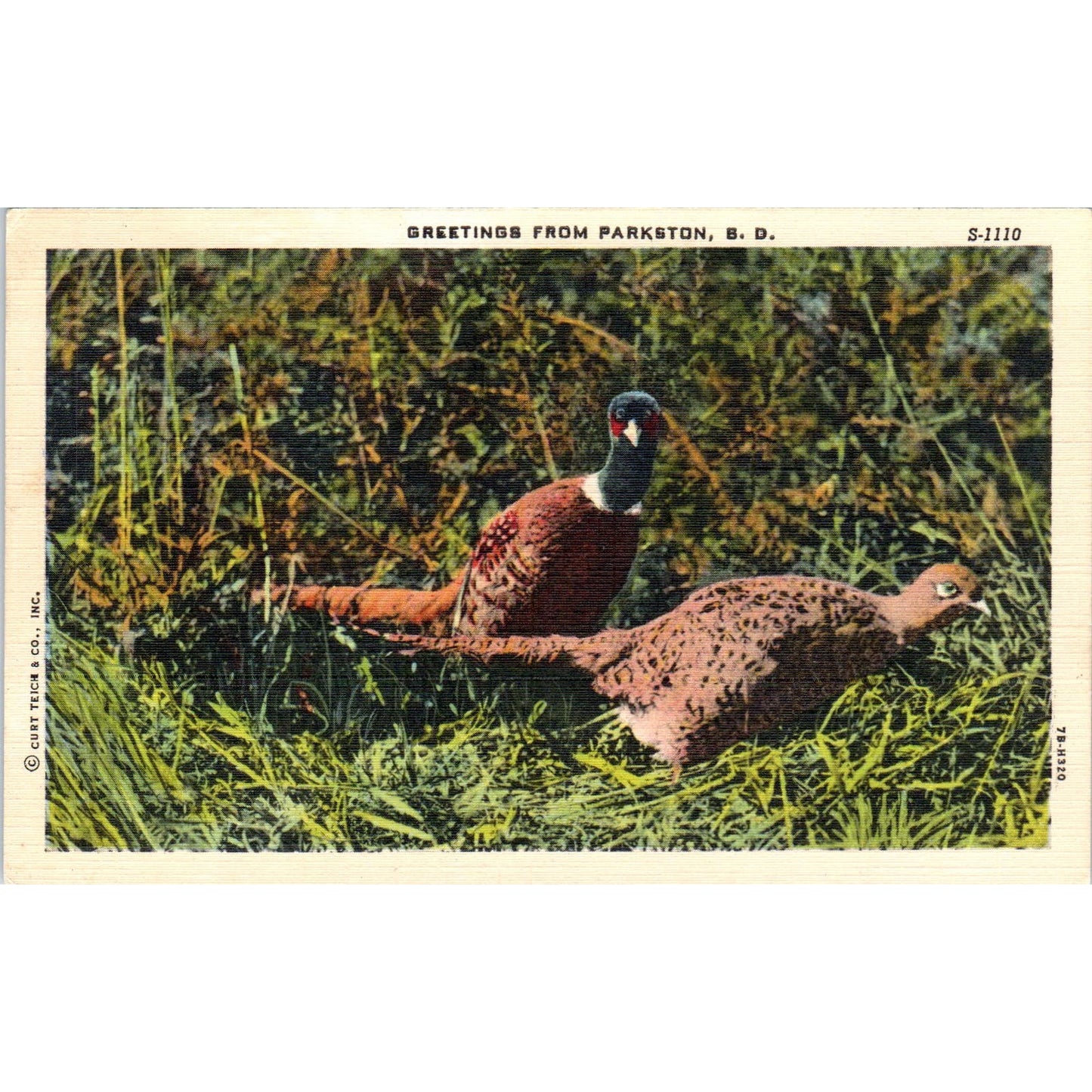 Parkston South Dakota Greetings Pheasants Vintage Postcard PC8
