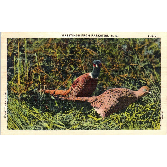 Parkston South Dakota Greetings Pheasants Vintage Postcard PC8