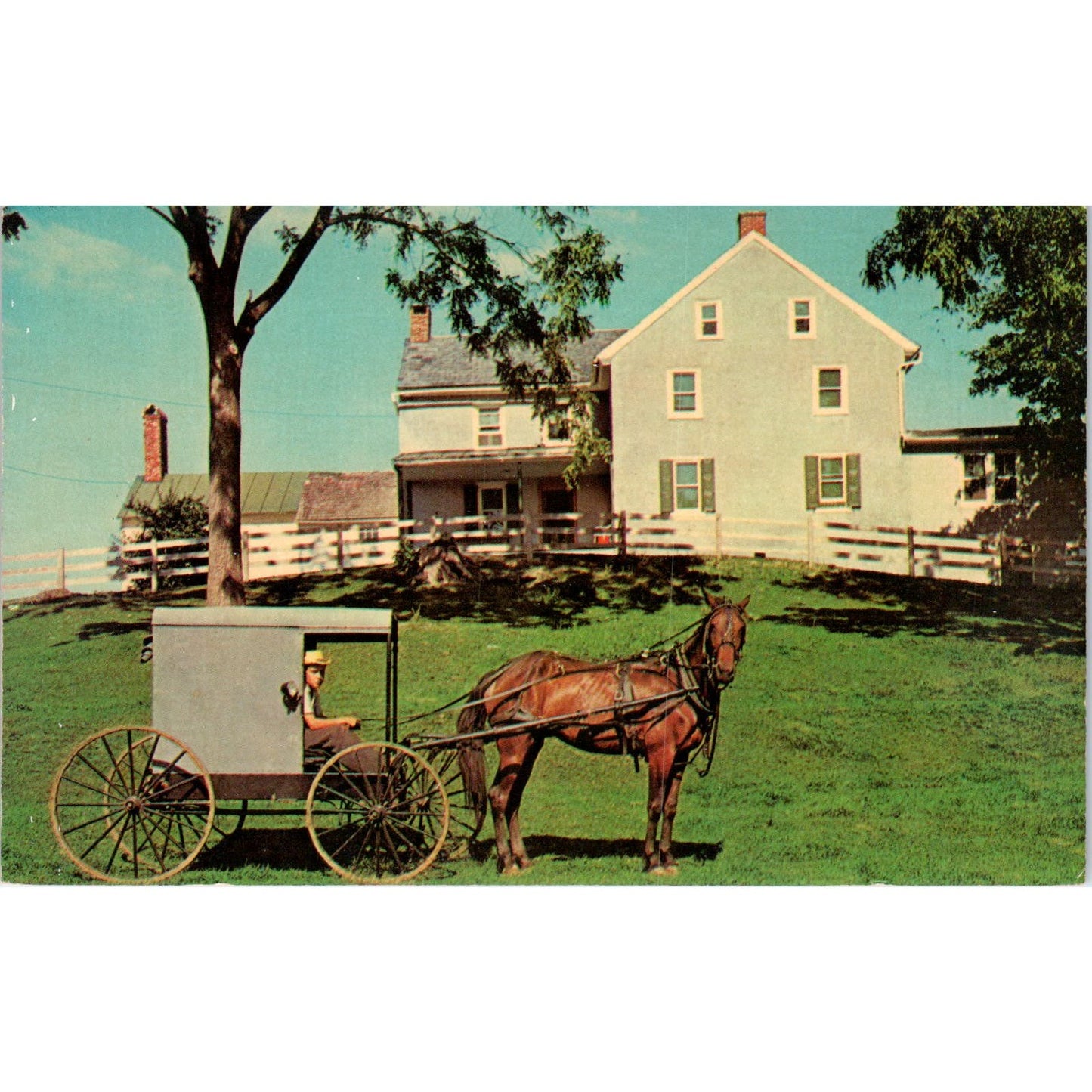 Horse & Buggy Amish Homestead Lancaster PA Dutch Country Vintage Postcard PD5