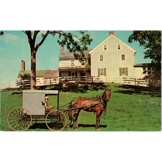 Horse & Buggy Amish Homestead Lancaster PA Dutch Country Vintage Postcard PD5