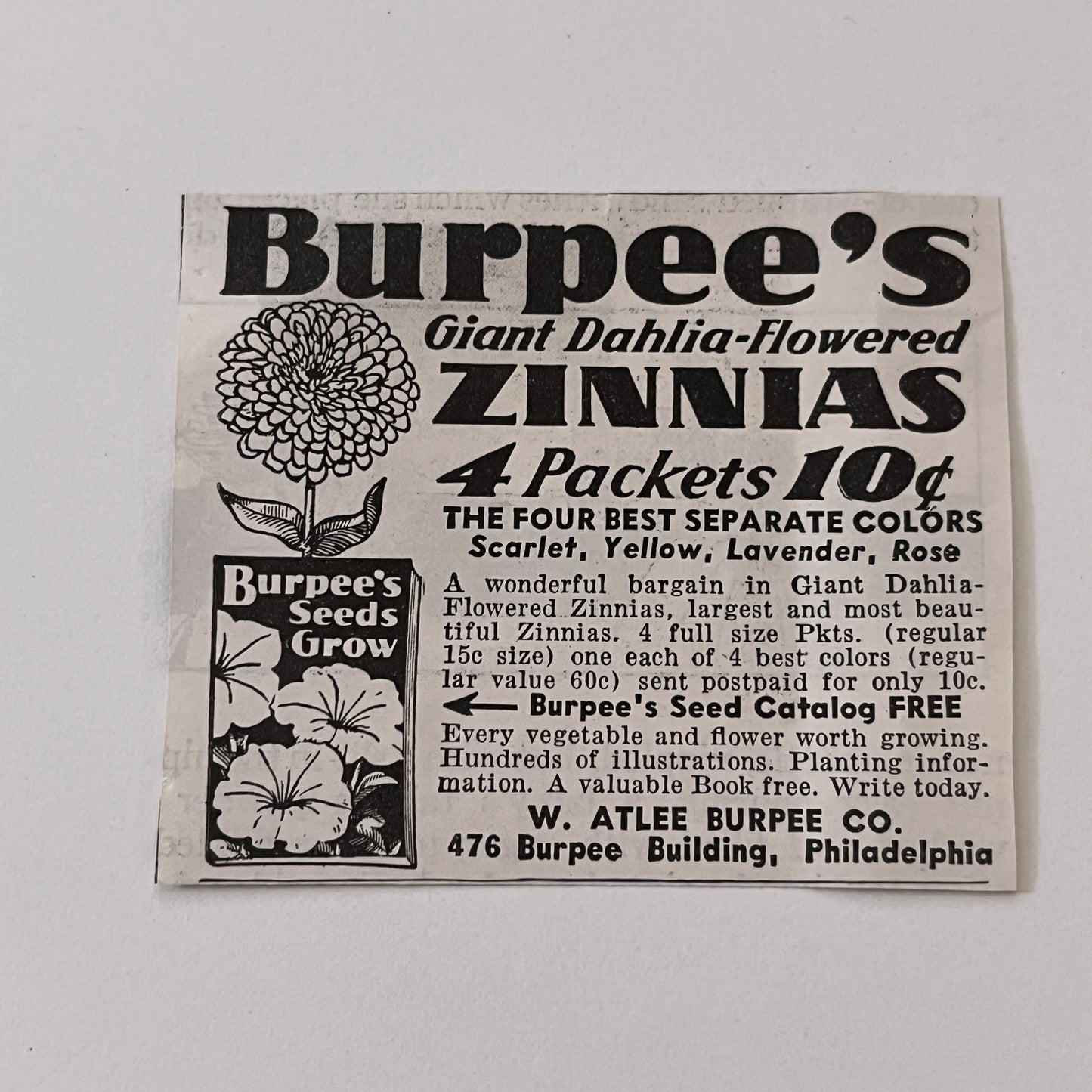 W. Atlee Burpee Co. Burpee's Giant Zinnias Philadelphia PA 1936 Ad SAG4-M4