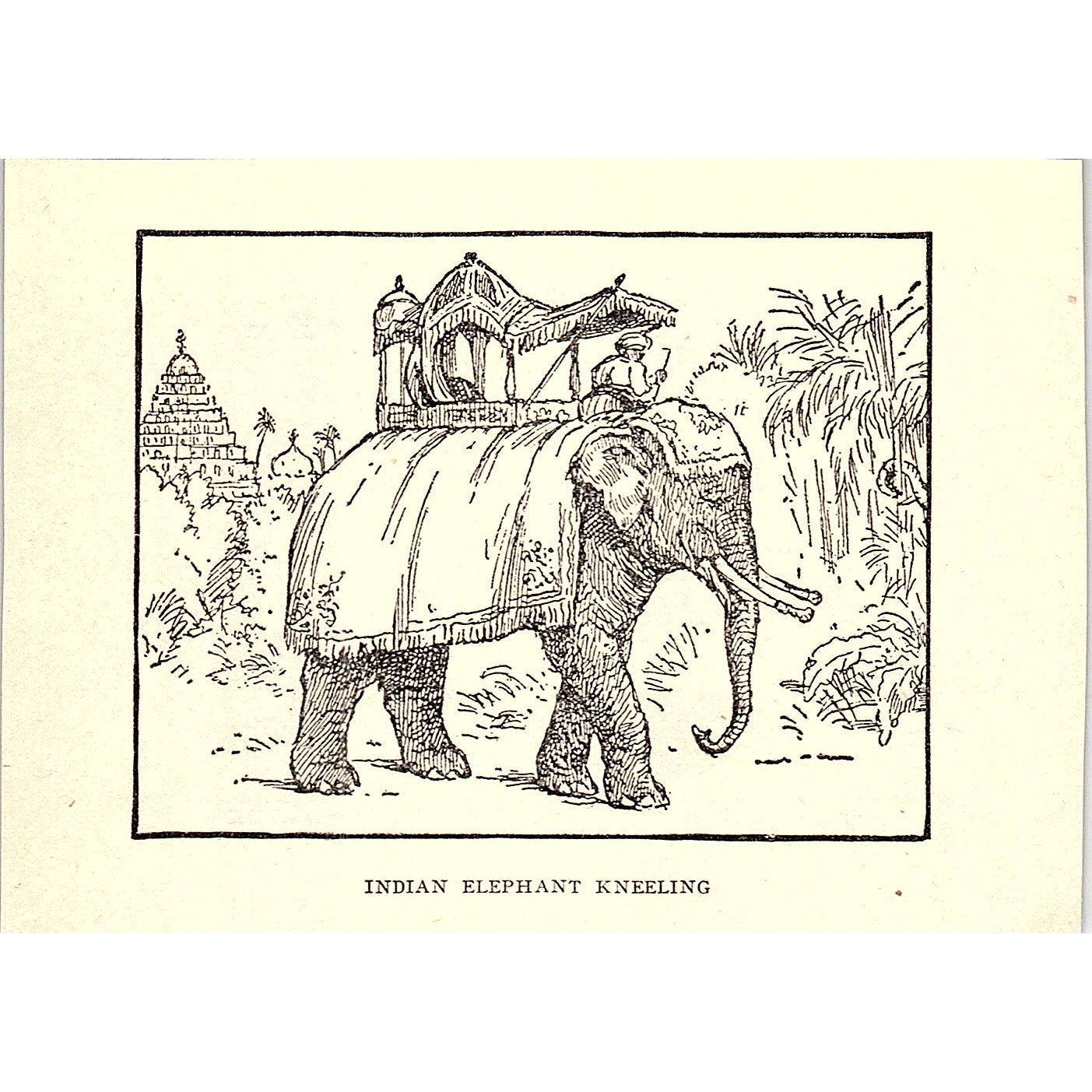 Indian Elephant Kneeling 1902 Engraving Plate AF4-H1