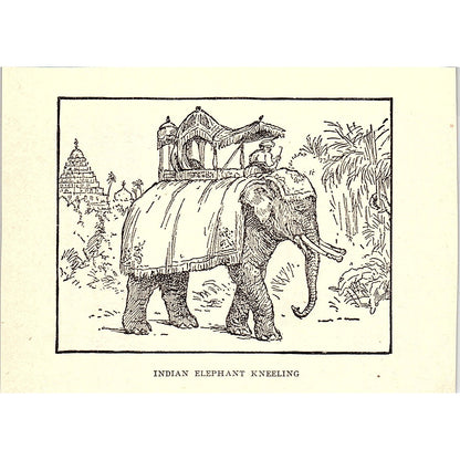Indian Elephant Kneeling 1902 Engraving Plate AF4-H1