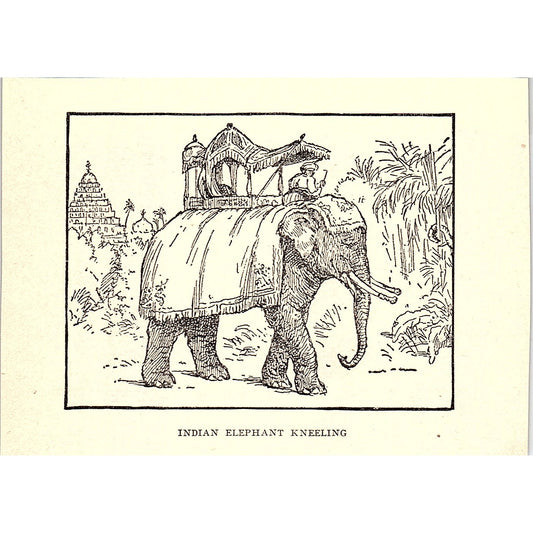 Indian Elephant Kneeling 1902 Engraving Plate AF4-H1