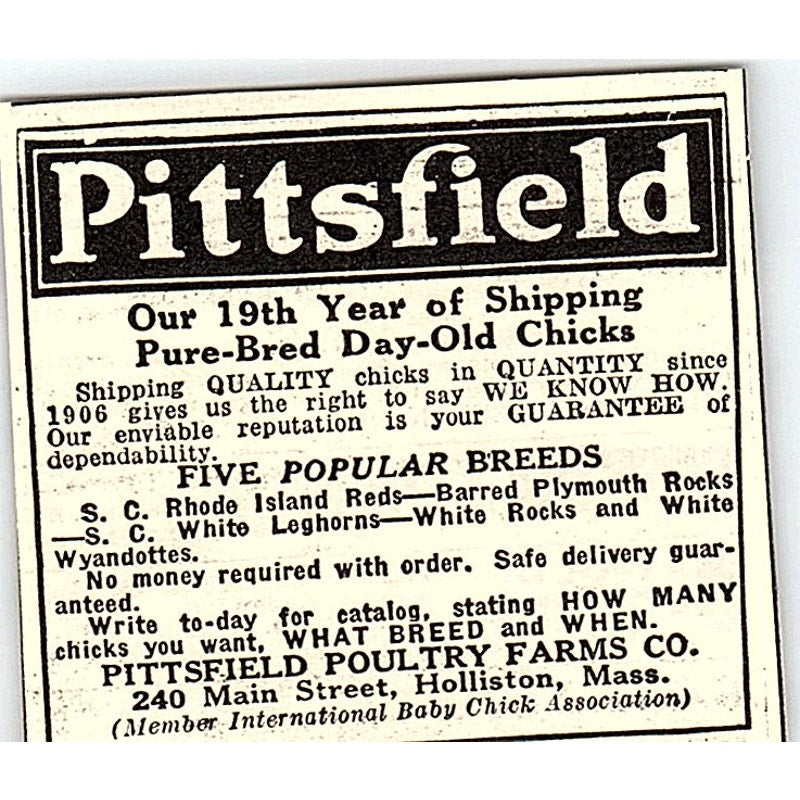 Pittsfield Poultry Farms Co Baby Chicks Holliston MA 1924 Ad AG3-S17