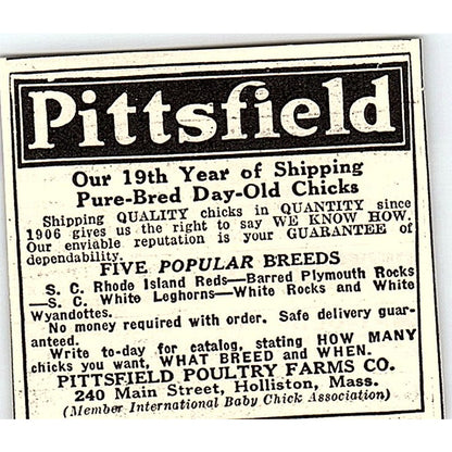 Pittsfield Poultry Farms Co Baby Chicks Holliston MA 1924 Ad AG3-S17
