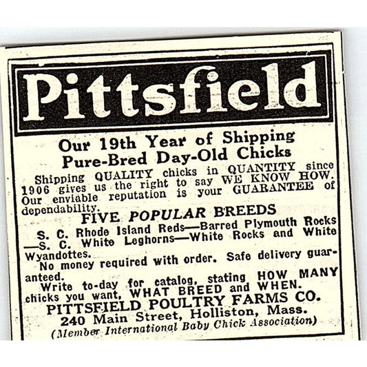 Pittsfield Poultry Farms Co Baby Chicks Holliston MA 1924 Ad AG3-S17